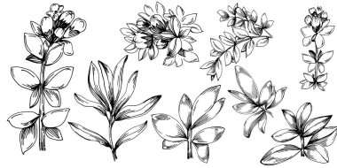 Kekik vektörü bitkiyi yapraklarla izole etti. Bitki oymalı stil illüstrasyon. Detaylı organik ürün çizimi. Tasarım logosu, menü, etiket, simge, pul için en iyisi..