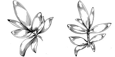 Kekik vektörü bitkiyi yapraklarla izole etti. Bitki oymalı stil illüstrasyon. Detaylı organik ürün çizimi. Tasarım logosu, menü, etiket, simge, pul için en iyisi..