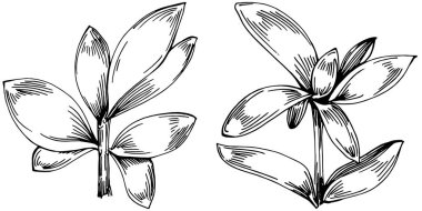 Kekik vektörü bitkiyi yapraklarla izole etti. Bitki oymalı stil illüstrasyon. Detaylı organik ürün çizimi. Tasarım logosu, menü, etiket, simge, pul için en iyisi..