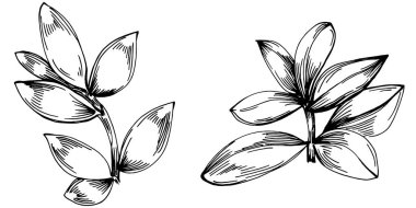 Kekik vektörü bitkiyi yapraklarla izole etti. Bitki oymalı stil illüstrasyon. Detaylı organik ürün çizimi. Tasarım logosu, menü, etiket, simge, pul için en iyisi..