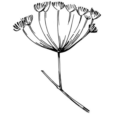 Dill veya rezene vektörü izole edilmiş bitki 