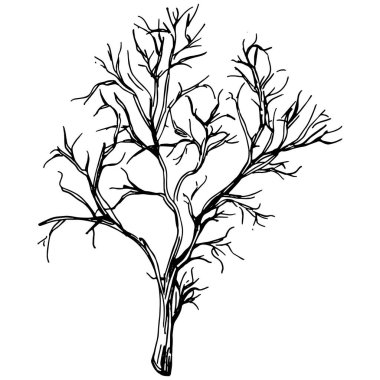 Dill veya rezene vektörü izole edilmiş bitki 