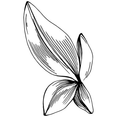 Adaçayı vektörü izole edilmiş bitki