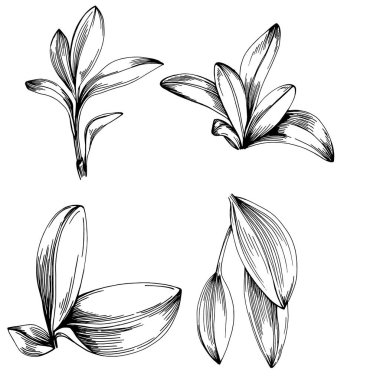 Adaçayı vektörü izole edilmiş bitki