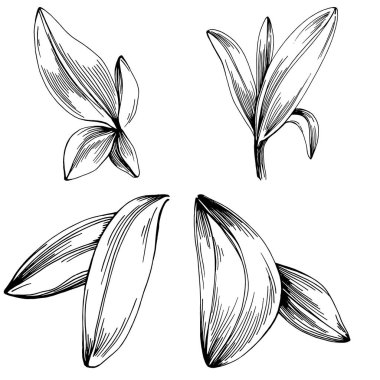 Adaçayı vektörü izole edilmiş bitki