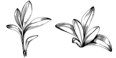 Adaçayı taşıyıcı bitkiyi yapraklarla izole etti. Bitki oymalı stil illüstrasyon. Detaylı organik ürün çizimi. Tasarım logosu, menü, etiket, simge, pul için en iyisi..