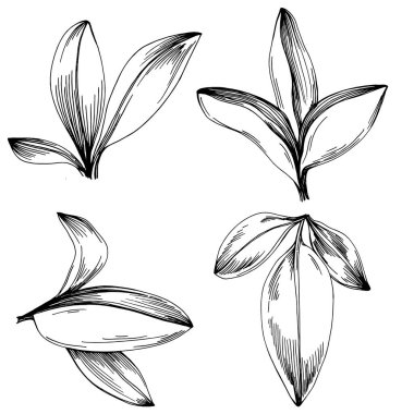 Adaçayı vektörü izole edilmiş bitki