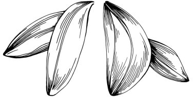 Adaçayı taşıyıcı bitkiyi yapraklarla izole etti. Bitki oymalı stil illüstrasyon. Detaylı organik ürün çizimi. Tasarım logosu, menü, etiket, simge, pul için en iyisi..