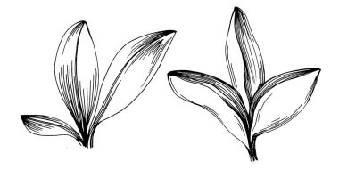 Adaçayı taşıyıcı bitkiyi yapraklarla izole etti. Bitki oymalı stil illüstrasyon. Detaylı organik ürün çizimi. Tasarım logosu, menü, etiket, simge, pul için en iyisi..