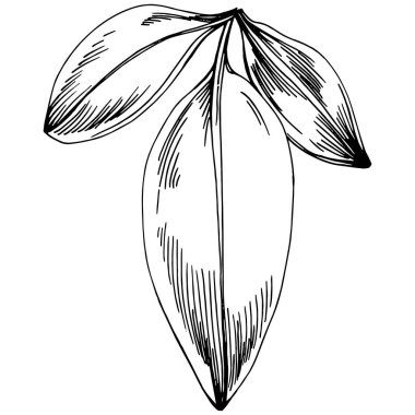 Adaçayı vektörü izole edilmiş bitki