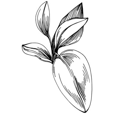 Adaçayı vektörü izole edilmiş bitki