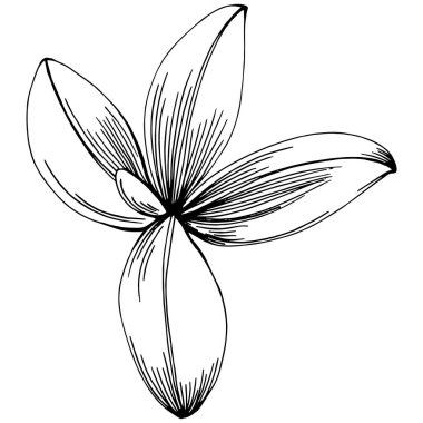 Adaçayı vektörü izole edilmiş bitki