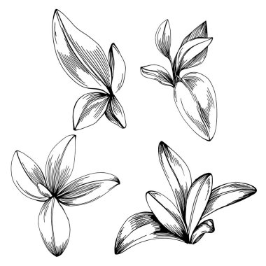 Adaçayı vektörü izole edilmiş bitki