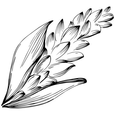 Zencefil vektör bitkisi. Bitki oymalı stil illüstrasyon. Ayrıntılı organik ürün çizimi 