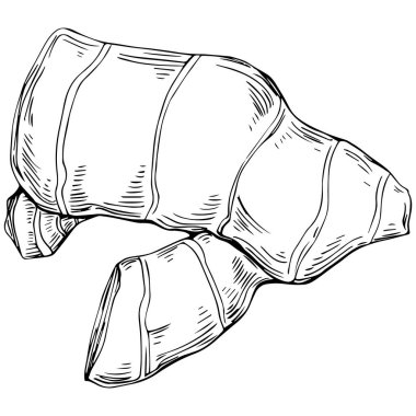 Ginger vektör bitki çizimi, basit bir çizim 