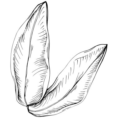 Siyah beyaz klip sanatı, adaçayı sanatının grafiksel sanatı  