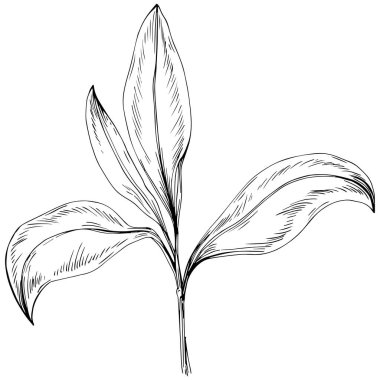 Beyaz arkaplanda izole edilmiş siyah ve beyaz yaprak klip sanatı 