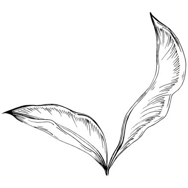 Beyaz arkaplanda izole edilmiş siyah ve beyaz yaprak klip sanatı 