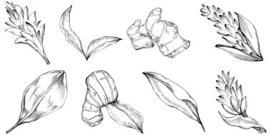 Çiçek ağacı yapraklarının vektör çizimini ayarla, siyah ve beyaz klipsli sanat 