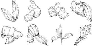 Ginger vektör bitki çizimi, basit bir çizim 