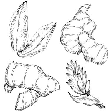 Ginger vektör bitki çizimi, basit bir çizim 