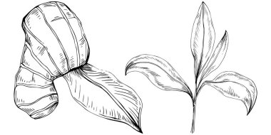 Çiçek ağacı yapraklarının vektör çizimini ayarla, siyah ve beyaz klipsli sanat 