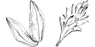 Çiçek ağacı yapraklarının vektör çizimini ayarla, siyah ve beyaz klipsli sanat 