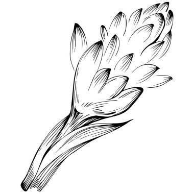 Zencefil vektör bitkisi. Bitki oymalı stil illüstrasyon. Ayrıntılı organik ürün çizimi 