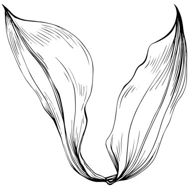 Beyaz arkaplanda izole edilmiş siyah ve beyaz yaprak klip sanatı 