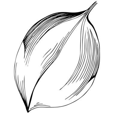 bir yaprak, siyah beyaz klip sanatı, vektör illüstrasyonu beyaz arkaplanda izole 