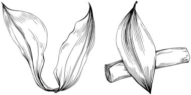 Siyah beyaz klip sanatı, adaçayı sanatının grafiksel sanatı  