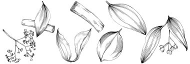 Çiçek ağacı yapraklarının vektör çizimini ayarla, siyah ve beyaz klipsli sanat 