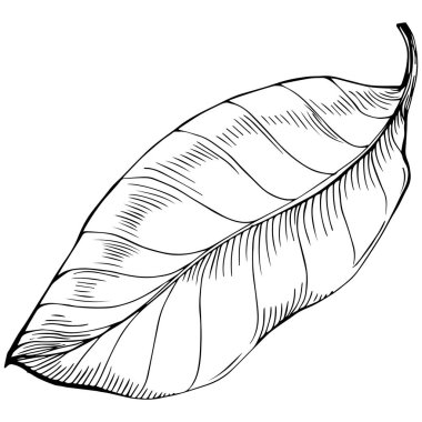 bir yaprak eskiz sanatı, siyah beyaz klip sanatı, vektör illüstrasyonu
