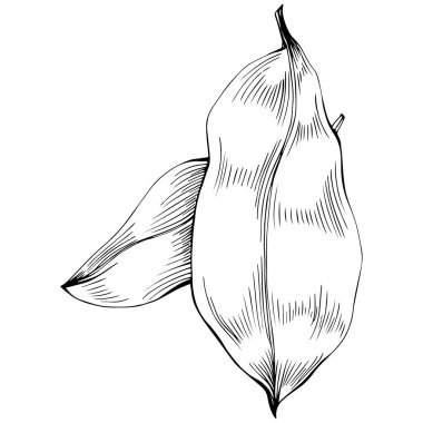 Siyah beyaz klip sanatı, adaçayı sanatının grafiksel sanatı  