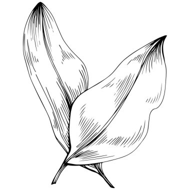 Siyah beyaz klip sanatı, adaçayı sanatının grafiksel sanatı  