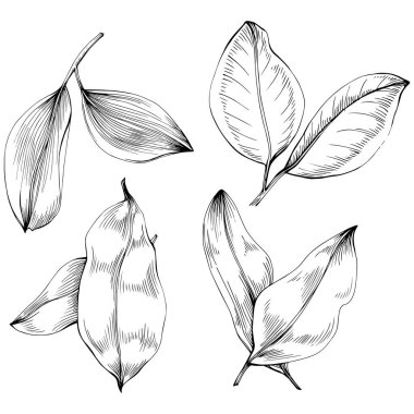 Çiçek ağacı yapraklarının vektör çizimini ayarla, siyah ve beyaz klipsli sanat 