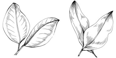 Siyah beyaz klip sanatı, adaçayı sanatının grafiksel sanatı  