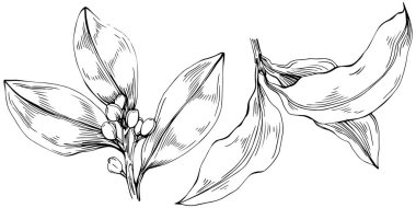 Çiçek ağacı yapraklarının vektör çizimini ayarla, siyah ve beyaz klipsli sanat 