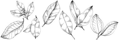 Çiçek ağacı yapraklarının vektör çizimini ayarla, siyah ve beyaz klipsli sanat 