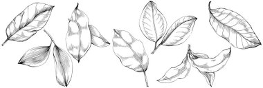 Çiçek ağacı yapraklarının vektör çizimini ayarla, siyah ve beyaz klipsli sanat 