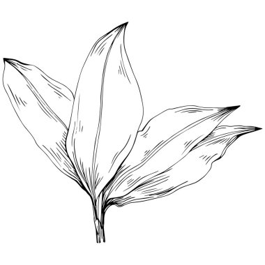 Siyah beyaz ataç sanatı, çiçek yapraklarının vektör çizimi  