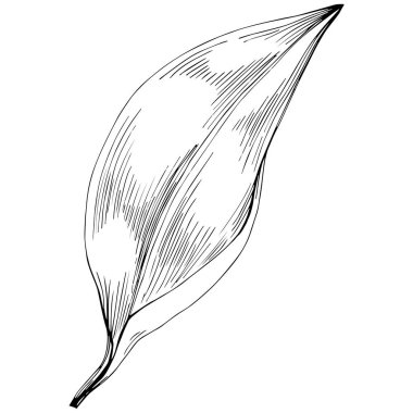 Basit bir eskiz, siyah beyaz klip sanatı, çiçek yaprağının grafik sanatı.