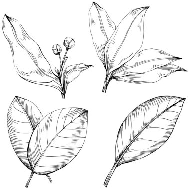 Çiçek yaprakları seti, siyah beyaz ataç sanatı, vektör illüstrasyonu
