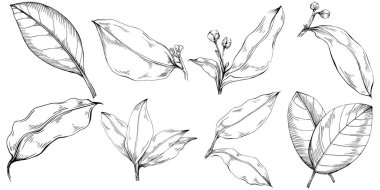 Çiçek yaprakları seti, siyah beyaz ataç sanatı, vektör illüstrasyonu