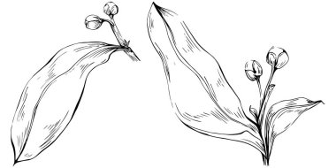 Çiçek yaprakları seti, siyah beyaz ataç sanatı, vektör illüstrasyonu