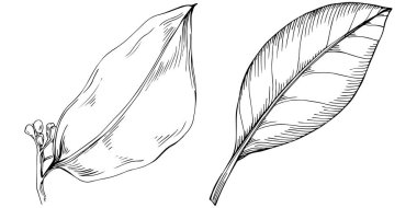 Çiçek yaprakları seti, siyah beyaz ataç sanatı, vektör illüstrasyonu