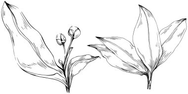 Çiçek yaprakları seti, siyah beyaz ataç sanatı, vektör illüstrasyonu