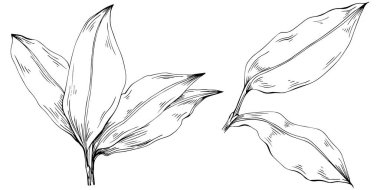 Çiçek yaprakları seti, siyah beyaz ataç sanatı, vektör illüstrasyonu