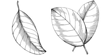 Çiçek yaprakları seti, siyah beyaz ataç sanatı, vektör illüstrasyonu
