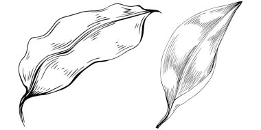 Çiçek yaprakları seti, siyah beyaz ataç sanatı, vektör illüstrasyonu